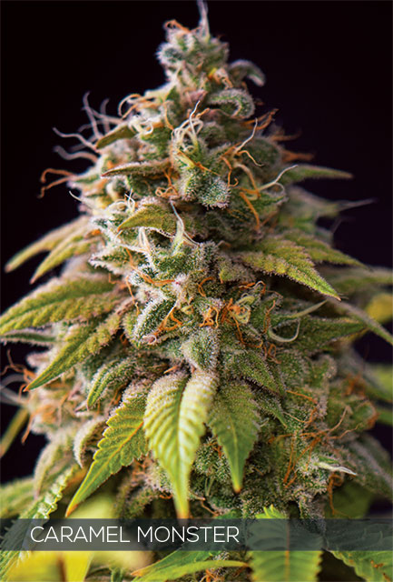 Vision Seeds - Caramel Monster